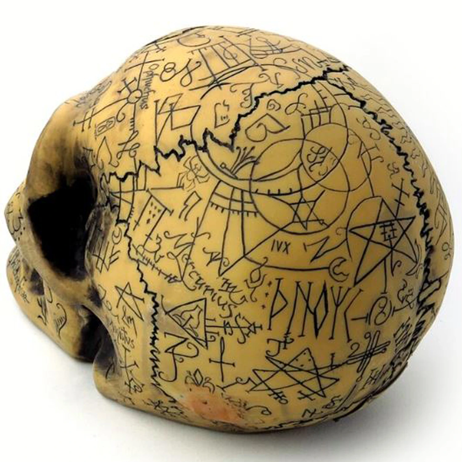 The Vault By Alchemy Crâne En Résine 'Omega Skull' 7 The Vault By Alchemy Crâne En Résine 'Omega Skull' – Image 5