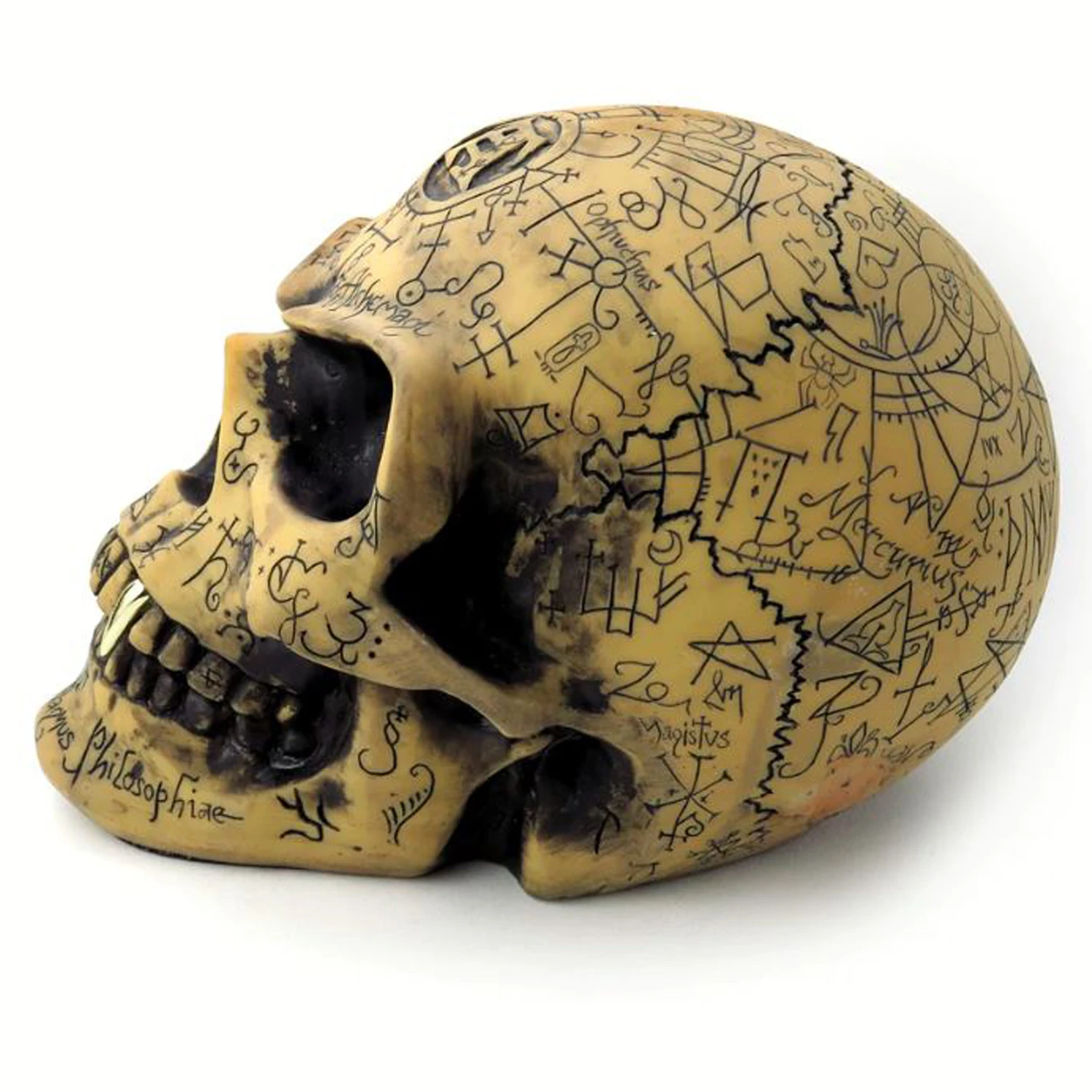 The Vault By Alchemy Crâne En Résine 'Omega Skull' 8 The Vault By Alchemy Crâne En Résine 'Omega Skull' – Image 6